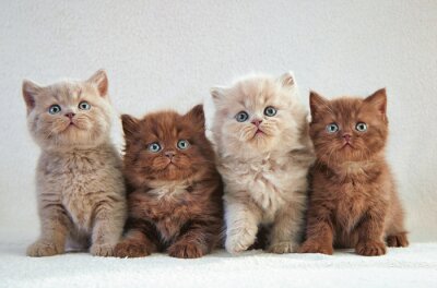 Donzige katten met blauwe ogen