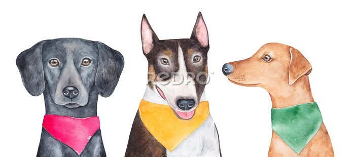 Sticker Drie honden met kleurrijke sjaals