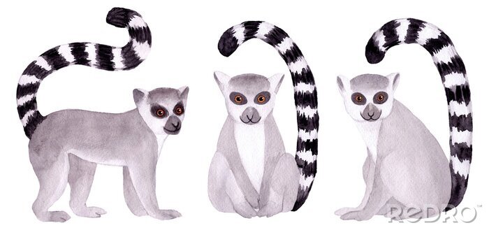 Sticker Drie lemuren tekenen