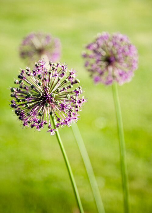 Sticker Drie lila bloemen op een groene achtergrond