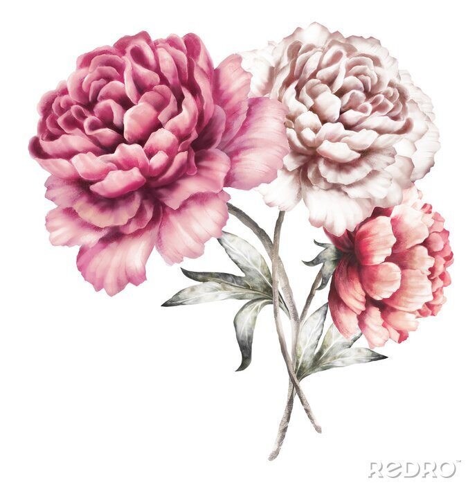 Sticker Drie pioenrozen verweven met stengels