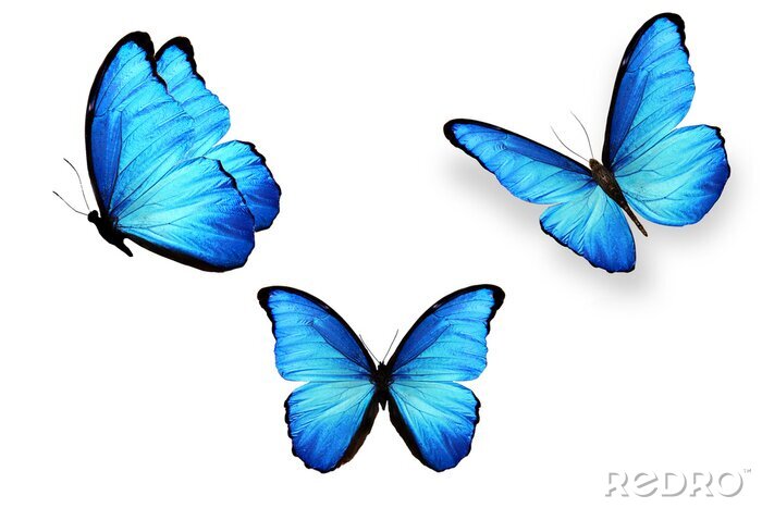 Sticker Drie vlinders met lichtblauwe vleugels