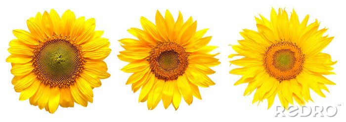 Sticker Drie zonnebloemen naast elkaar