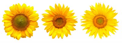 Sticker Drie zonnebloemen naast elkaar