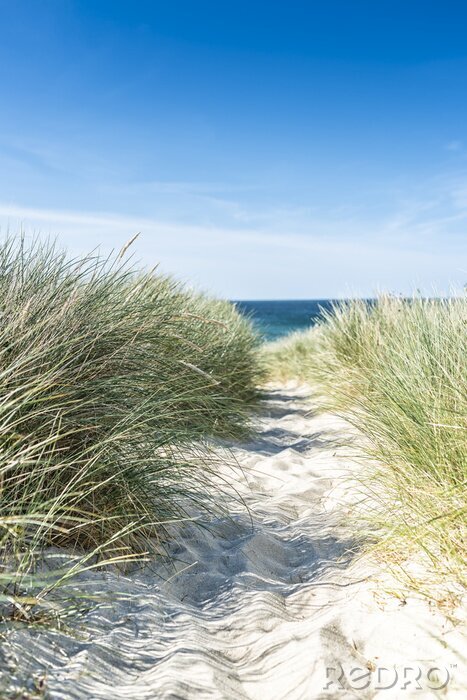 Sticker Duinen en planten aan zee