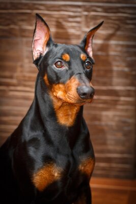 Sticker Duitse Pinscher