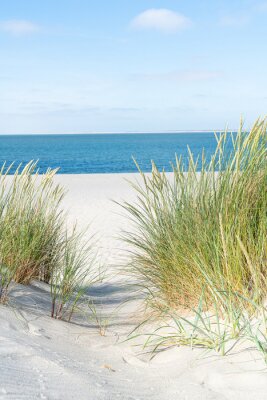 Dune with beach grass.