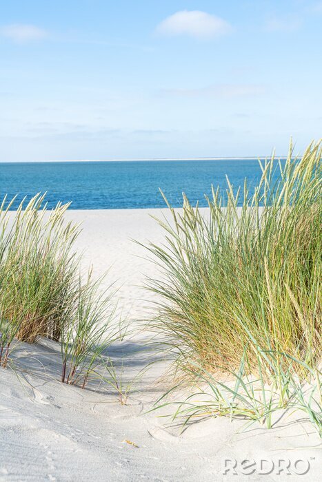 Sticker Dune with beach grass.