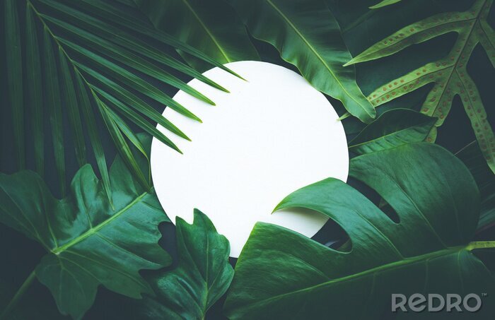 Sticker Echte bladeren met witte kopie ruimte achtergrond. Tropische botanische natuur concept ontwerp.