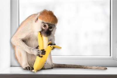 Sticker Een aap die een banaan eet op een vensterbank