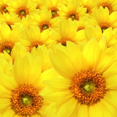 Een armvol gele zonnebloemen
