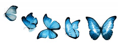 Sticker Een blauwe vlinder gevangen in verschillende posities