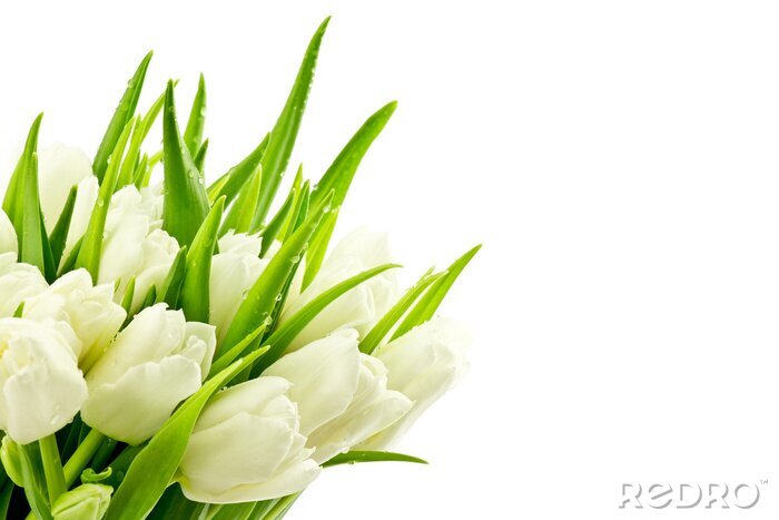 Sticker Een boeket vers gesneden tulpen