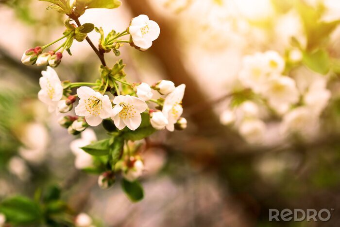 Sticker Een boom in bloei