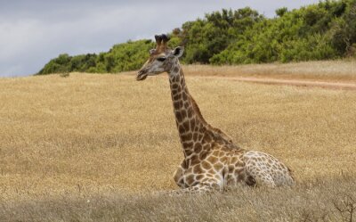 Sticker Een eenzame vrouwelijke giraf zittend op de gebieden van Zuid-Afrika.