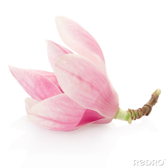Sticker Een enkele magnolia op een witte achtergrond