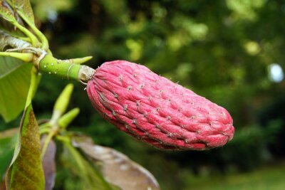 Sticker Een exotische soort magnolia