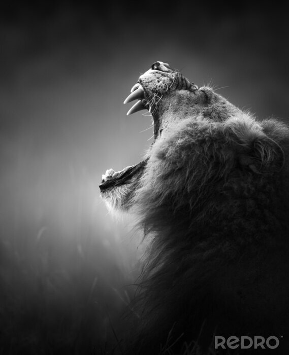 Sticker Een gevaarlijk dier