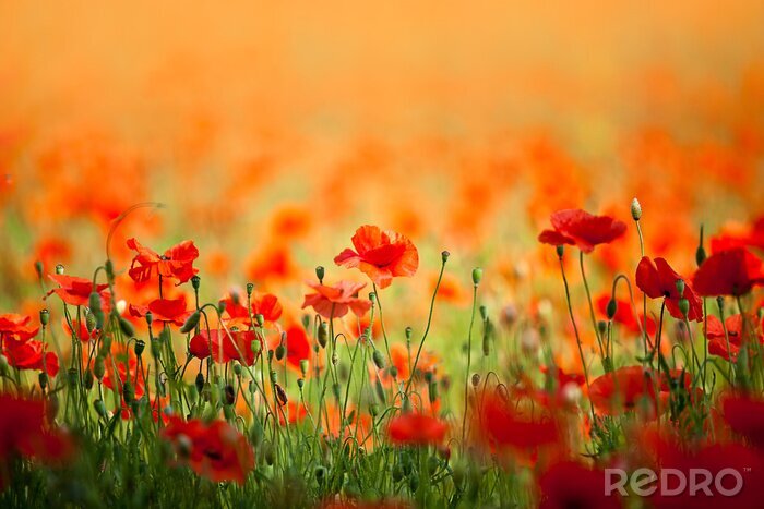 Sticker Een groot papaverveld