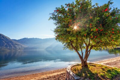 Een grote boom tegen de achtergrond van de bergen