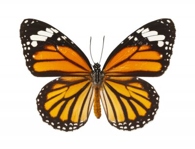 Sticker Een grote vlinder met oranje-zwarte vleugels