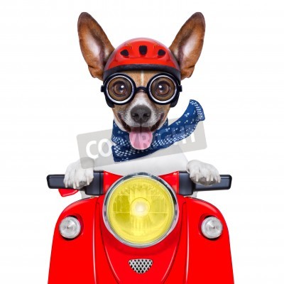Sticker Een hond met bril op een rode scooter