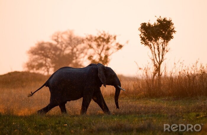 Sticker Een jong dier in de savanne