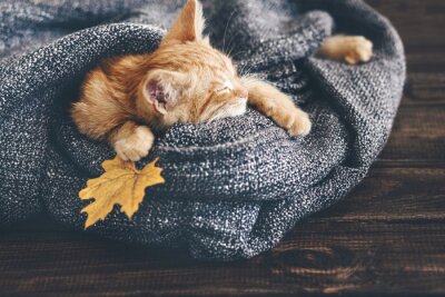Een kat gewikkeld in een deken