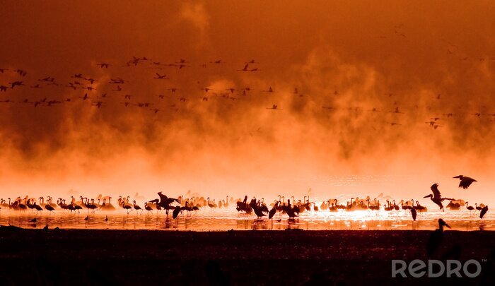 Sticker Een kudde roze dieren in Kenia