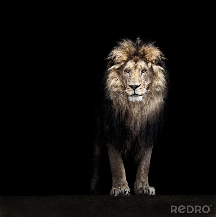 Sticker Een leeuw tussen zwart