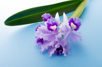 Sticker Een orchidee met gegolfde bloemblaadjes