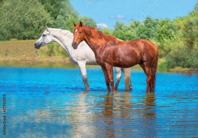 Poster Een paar paarden die rusten in een rivier.