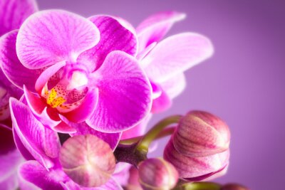 Een paarse orchidee met een geel hart