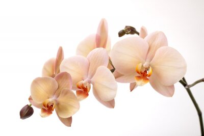 Een tak orchideeën op een witte achtergrond