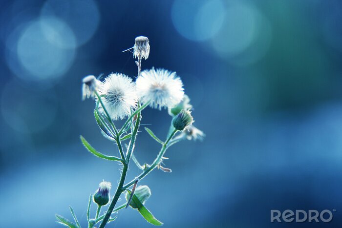 Sticker Een tak van een paardebloem op een blauwe achtergrond
