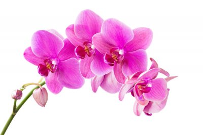 Een takje orchideeën op een witte achtergrond