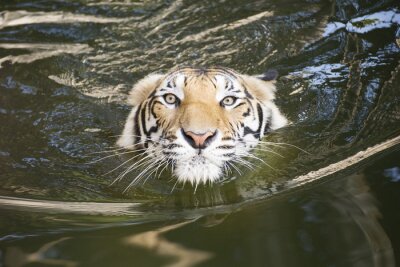 Sticker Een tijger in het water in beweging
