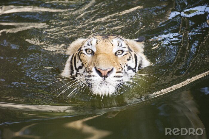 Sticker Een tijger in het water in beweging