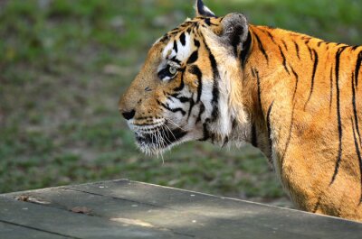 Sticker Een tijger in profiel tegen een groene achtergrond