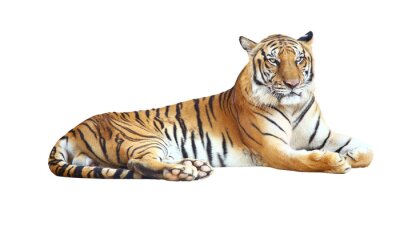 Een tijger met een dreigende uitdrukking en zwarte strepen