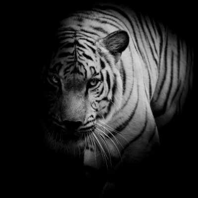 Een tijger met heldere ogen verborgen in de schaduw