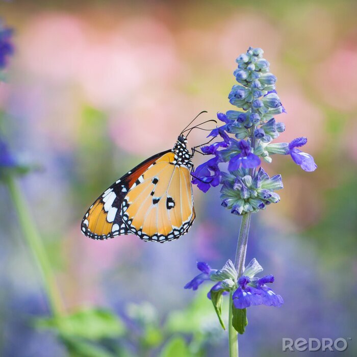 Sticker Een vlinder die nectar verzamelt