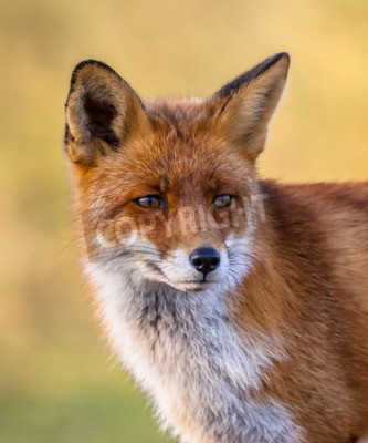 Sticker Een volledige resolutie portret van het hoofd van een rode vos mannelijke (Vulpes vulpes) in de natuurlijke omgeving met gele achtergrond.