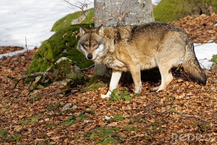 Sticker Een wolf midden in het bos