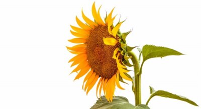 Sticker Een zonnebloem op een witte achtergrond