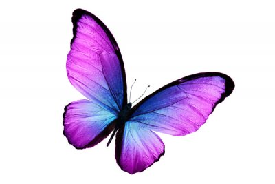 Sticker Een zwarte vlinder met paarsblauwe vleugels