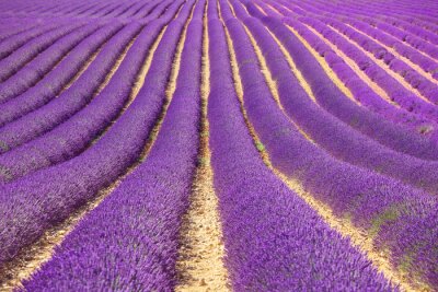 Eindeloze rijen lavendel