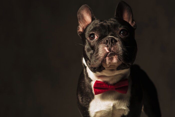 Sticker elegante Franse bulldog puppy dragen rode vlinderdas posing