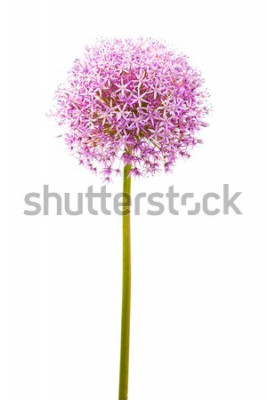 Sticker Enige bloem op witte achtergrond