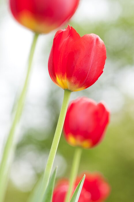 Sticker Enkele bloemen op een onscherpe achtergrond